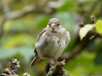 FZ020176 House sparrow (Passer domesticus).jpg